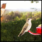 Look Behind You Hummingbirds