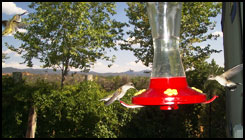 Backyard Hummingbirds Everywhere