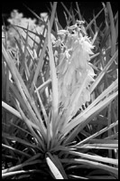 Infrared Photo - Yucca