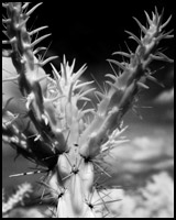 Infrared Photo - Cholla Cactus