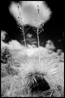 Infrared Photo - Yucca