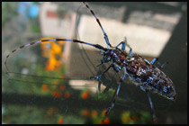 Backyard Unknown Bug