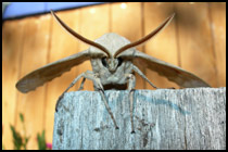 My Backyard Moth