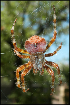 Backyard Orb Weaver Spider