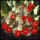 My Backyard Cactus Flowers